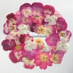 339.押し花アソート〜ピンク系 ビオラ ジュリアン 押し花素材