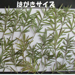 押し花　素材　アスパラガス　スピレンゲリー(２２枚)　①