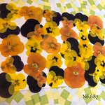 ♡new♡送料無料 ☆ビオラ☆ 押し花セット