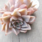 パクさん苗⭐️プレリュード⭐️花歌農場⭐️エケベリア⭐️多肉植物⭐️