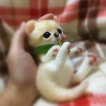 0914042様ご予約品  アリスちゃん