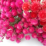 ドライフラワー 千日紅 枝つき ストロベリーフィールズ