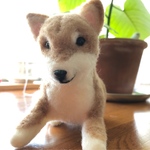 柴犬ちゃん♪