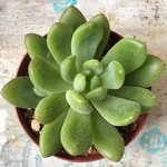 春萌 子株付き 🌵 多肉植物 No.802   送料無料
