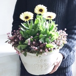 スノープリンセスとポリゴナムの寄せ植え