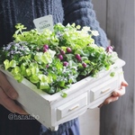 パープルクランベリーの寄せ植え B級鉢