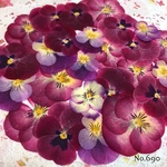 ♡new♡作家様必見♡ ♡赤花処理済み♡ ♡人気のビオラ♡押し花セット