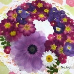 ♡new♡ 送料無料！¥1280 ♡たっぷり押し花セット♡