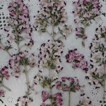押し花素材 ジャノメエリカ
