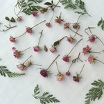 送料込み 姫薔薇のドライフラワー