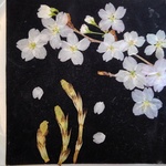 🌼再販🌼押し花素材。サクラ(啓翁桜)とツクシンボウ