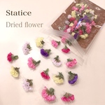 スターチス ５色 MIX♡