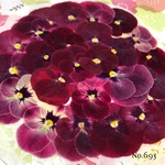 ♡new♡作家様必見♡ ♡赤花処理済み♡ ♡人気のビオラ♡押し花セット