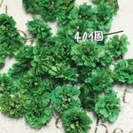 かすみ草 ドライフラワー  vital green