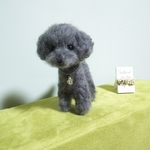  高野様    トイプードル シルバー ぼたんちゃん