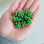 NEW✨ちびっこ乙女心 カット苗 多肉植物