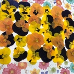 ♡new♡送料無料 ☆ビオラ☆ 押し花セット