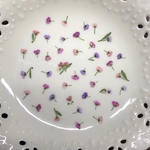 アリッサム6(押し花)