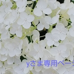 yさま専用ページです。