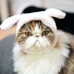 真っ白のふわふわ垂れ耳帽子