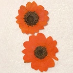 ミニ向日葵(オレンジ染) 押し花 ３枚