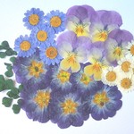 ーノースポール・ビオラ・ヒメジョオン・アジアンタム・プリムラの押し花ー