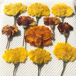 マリーゴールド 押し花