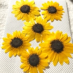 ひまわり 押し花