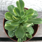 愛染錦♡♡多肉植物