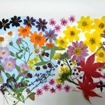 【花材料/押花】押し花カラフルセット 花扇