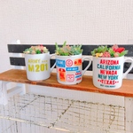 ミニチュアカフェカップ多肉寄せ植え3点セット