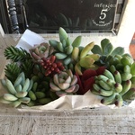 多肉植物カット苗セット C
