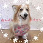 コーギー(♀)　雨上がりエプロン＊KOHANA   PINK   女の子