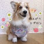 コーギー(♀)　雨上がりエプロン＊KOHANA  BLUE  女の子