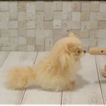 羊毛フェルト　犬　小さなチワワさん　クリーム　手のひらサイズ　犬フィギュア