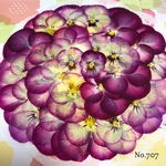 ♡new♡作家様必見♡ ♡赤花処理済み♡ ♡人気のビオラ♡押し花セット