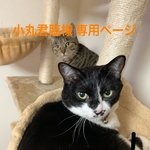 小丸君臨様専用ページ