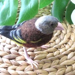 カワラヒワ