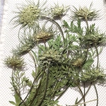 ワイルドキャロット 蕾 押し花