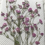 ピンク〜薄紫 自然な色のかすみ草①