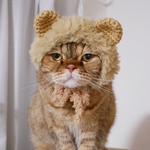 ライオン🦁