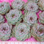 多肉植物 レッドベルベット Redvelvet韓国苗
