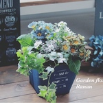  SALE❁ꫛꫀꪝ✧‧再販˚アンティークカラーのプリムラの寄せ植え❁プレゼントにも最適