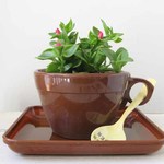 【再販】*ベビーサンローズ*Tea-Cup-Green-Brown*