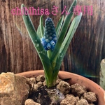 cihibihisaさん専用となります。