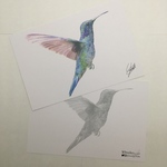 No.5「ハチドリ」ANIMAL ART POST CARD２枚セット