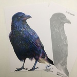 No.7「ワタリガラス」ANIMAL ART POST CARD２枚セット