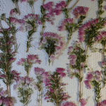 再々販 押し花素材 エリカ 