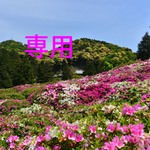 myshr様専用　2点