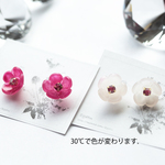 色変わり梅の樹脂ピアス